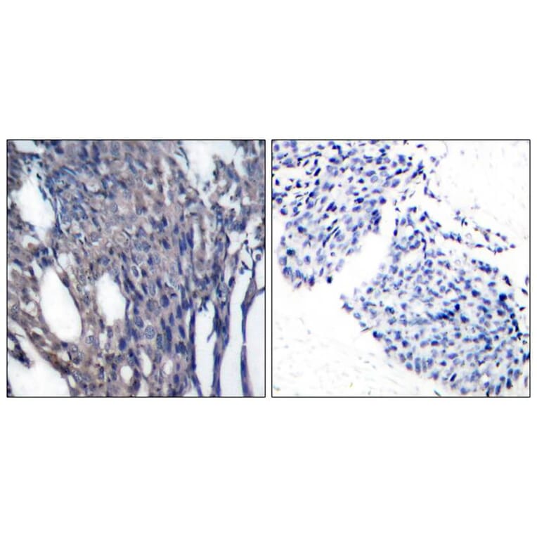 Immunohistochemistry - IkB-a (Phospho-Tyr42) Antibody from Signalway Antibody (11162) - Antibodies.com