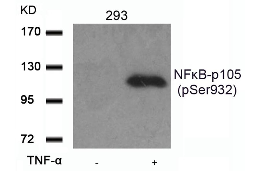 Western blot - NFkB-p105 (Phospho-Ser932) Antibody from Signalway Antibody (11251) - Antibodies.com