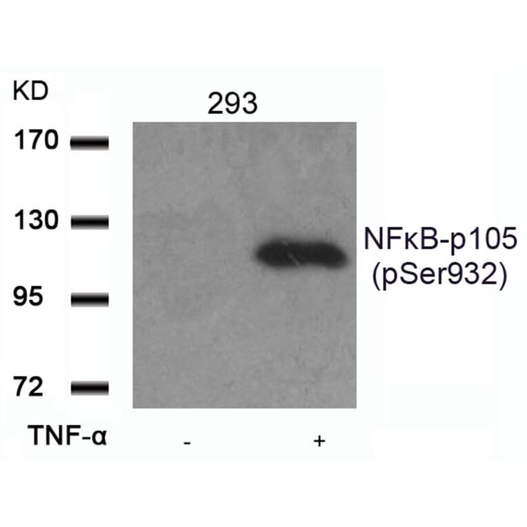Western blot - NFkB-p105 (Phospho-Ser932) Antibody from Signalway Antibody (11251) - Antibodies.com