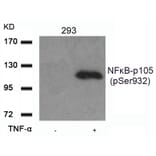 Western blot - NFkB-p105 (Phospho-Ser932) Antibody from Signalway Antibody (11251) - Antibodies.com