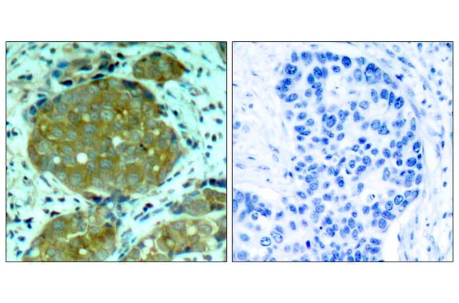 Immunohistochemistry - NFkB-p105 (Phospho-Ser932) Antibody from Signalway Antibody (11251) - Antibodies.com