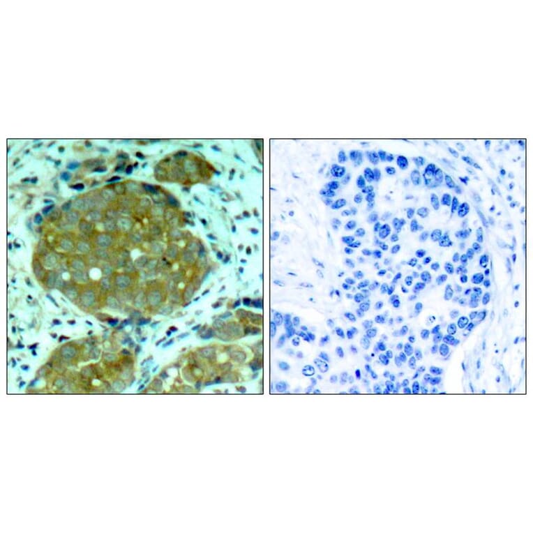 Immunohistochemistry - NFkB-p105 (Phospho-Ser932) Antibody from Signalway Antibody (11251) - Antibodies.com