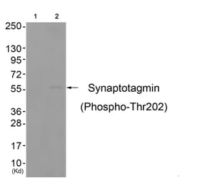 Western blot - Synaptotagmin (Phospho-Thr202) Antibody from Signalway Antibody (11645) - Antibodies.com