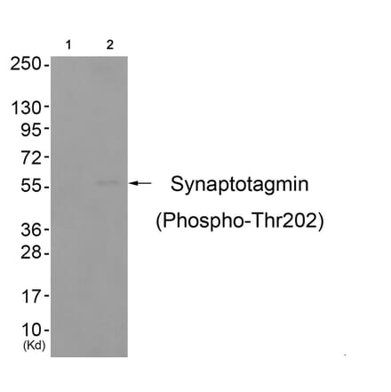 Western blot - Synaptotagmin (Phospho-Thr202) Antibody from Signalway Antibody (11645) - Antibodies.com