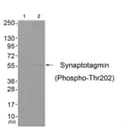 Western blot - Synaptotagmin (Phospho-Thr202) Antibody from Signalway Antibody (11645) - Antibodies.com