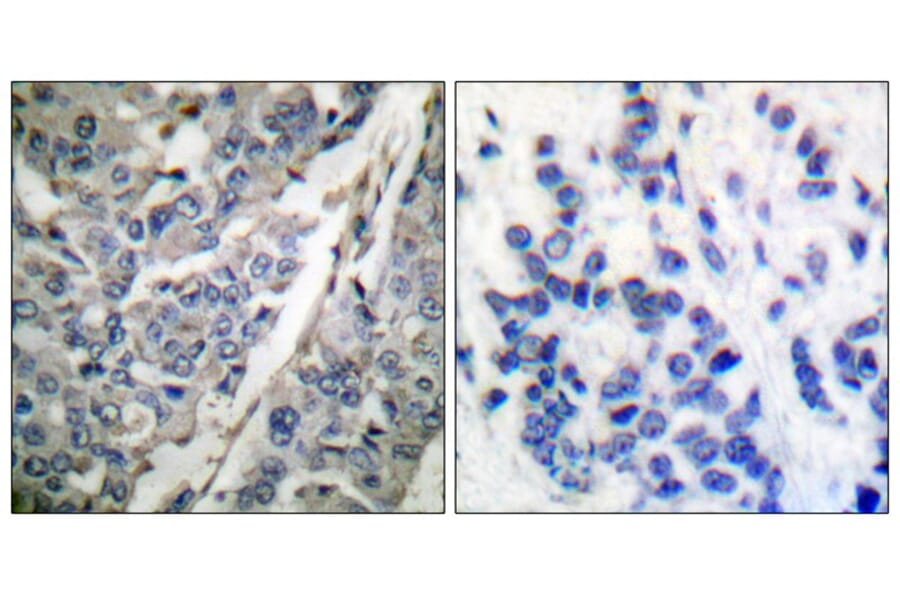 Immunohistochemistry - Synaptotagmin (Phospho-Thr202) Antibody from Signalway Antibody (11645) - Antibodies.com