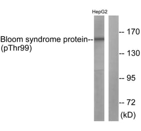 Western blot - Bloom Syndrome (Phospho-Thr99) Antibody from Signalway Antibody (11681) - Antibodies.com