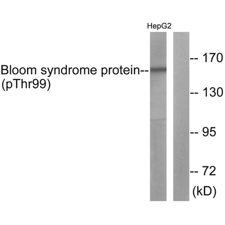 Western blot - Bloom Syndrome (Phospho-Thr99) Antibody from Signalway Antibody (11681) - Antibodies.com