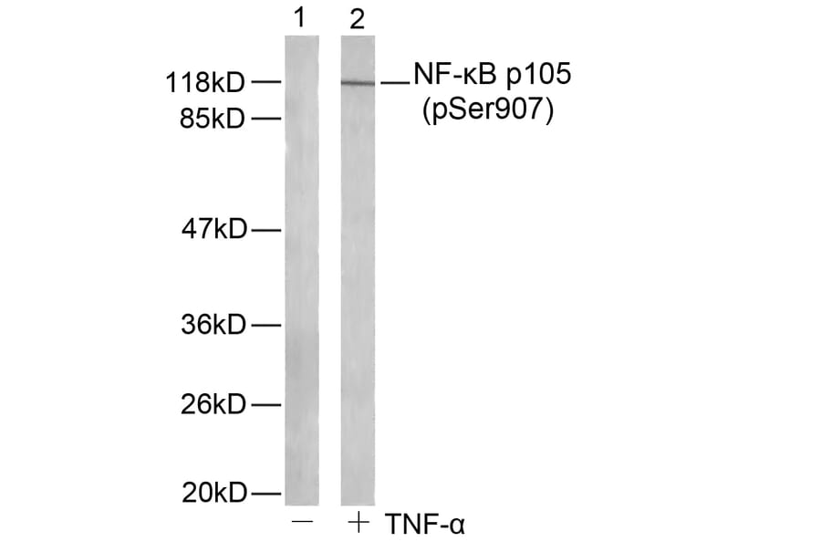 Western blot - NFκB-p105 (Phospho-Ser907) Antibody from Signalway Antibody (11019) - Antibodies.com