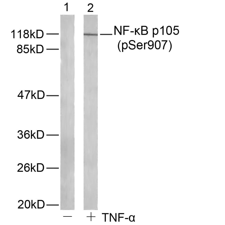 Western blot - NFκB-p105 (Phospho-Ser907) Antibody from Signalway Antibody (11019) - Antibodies.com
