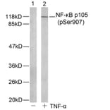 Western blot - NFκB-p105 (Phospho-Ser907) Antibody from Signalway Antibody (11019) - Antibodies.com