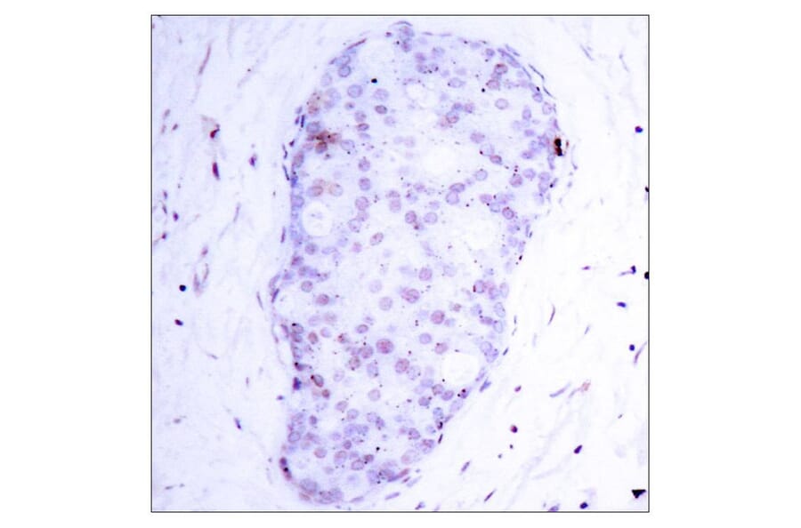 Immunohistochemistry - NFκB-p105 (Phospho-Ser907) Antibody from Signalway Antibody (11019) - Antibodies.com