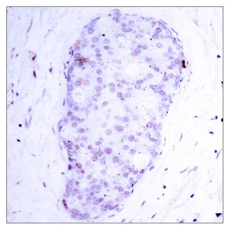 Immunohistochemistry - NFκB-p105 (Phospho-Ser907) Antibody from Signalway Antibody (11019) - Antibodies.com