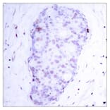 Immunohistochemistry - NFκB-p105 (Phospho-Ser907) Antibody from Signalway Antibody (11019) - Antibodies.com