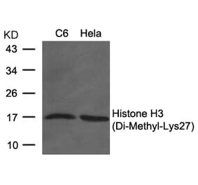 Western blot - Histone H3 (Di-Methyl-Lys27) Antibody from Signalway Antibody (11583) - Antibodies.com