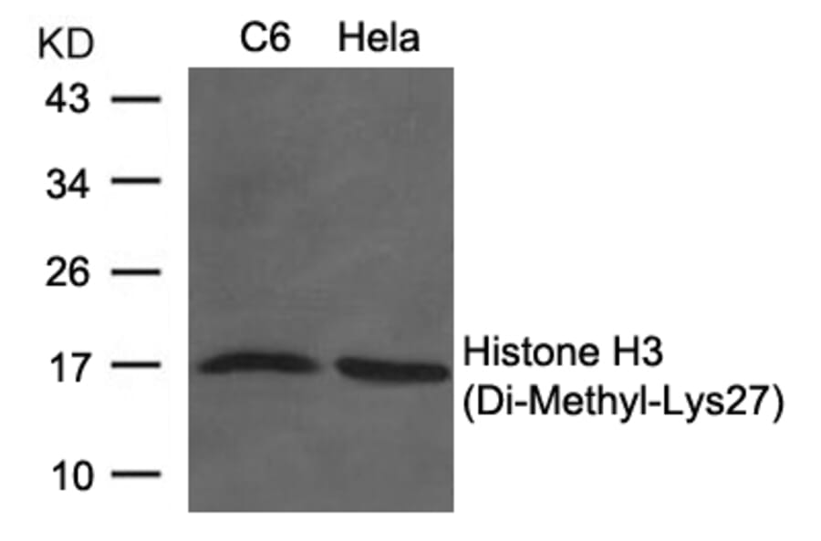 Western blot - Histone H3 (Di-Methyl-Lys27) Antibody from Signalway Antibody (11583) - Antibodies.com