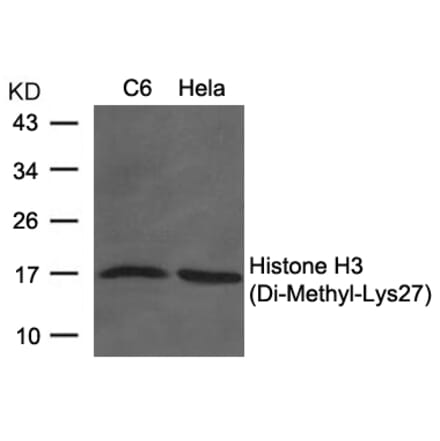 Western blot - Histone H3 (Di-Methyl-Lys27) Antibody from Signalway Antibody (11583) - Antibodies.com
