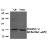 Western blot - Histone H3 (Di-Methyl-Lys27) Antibody from Signalway Antibody (11583) - Antibodies.com