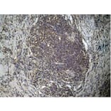 Immunohistochemistry - Histone H3 (Di-Methyl-Lys27) Antibody from Signalway Antibody (11583) - Antibodies.com