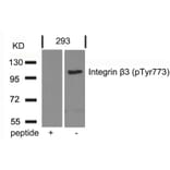 Western blot - Integrin b3 (Phospho-Tyr773) Antibody from Signalway Antibody (11060) - Antibodies.com