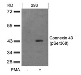 Western blot - Connexin 43 (phospho-Ser368) Antibody from Signalway Antibody (11258) - Antibodies.com