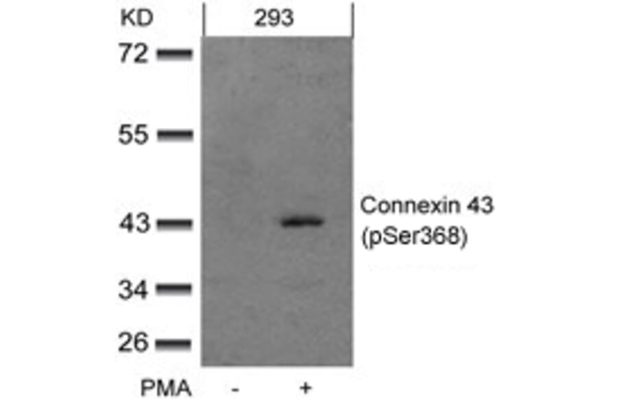 Western blot - Connexin 43 (phospho-Ser368) Antibody from Signalway Antibody (11258) - Antibodies.com