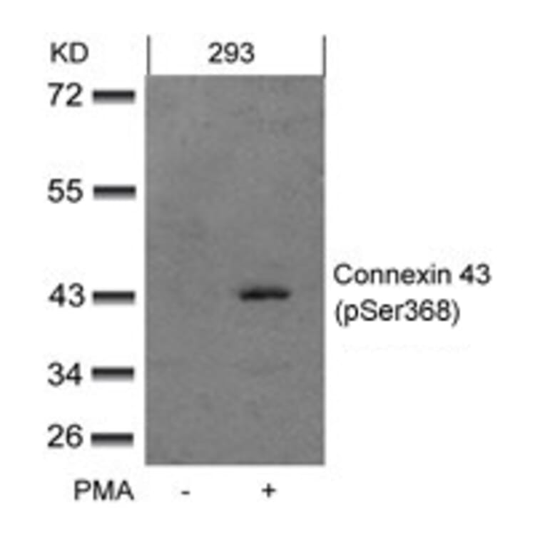 Western blot - Connexin 43 (phospho-Ser368) Antibody from Signalway Antibody (11258) - Antibodies.com