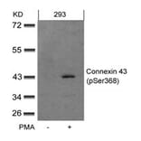 Western blot - Connexin 43 (phospho-Ser368) Antibody from Signalway Antibody (11258) - Antibodies.com