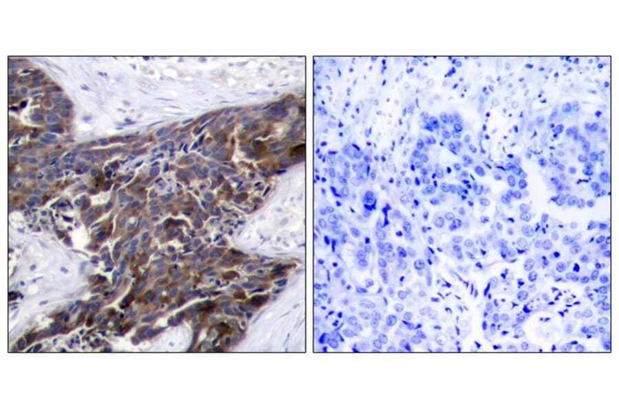 Immunohistochemistry - Connexin 43 (phospho-Ser368) Antibody from Signalway Antibody (11258) - Antibodies.com