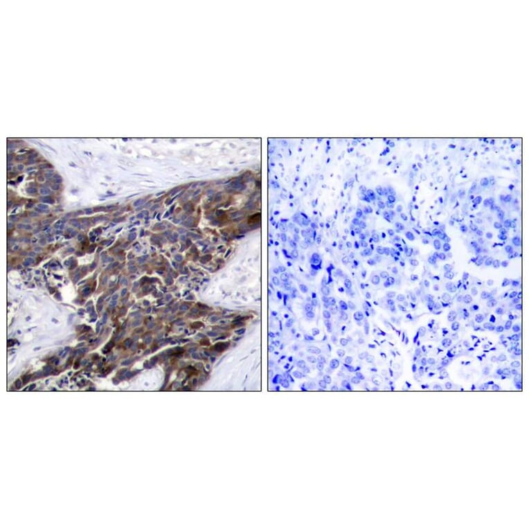 Immunohistochemistry - Connexin 43 (phospho-Ser368) Antibody from Signalway Antibody (11258) - Antibodies.com