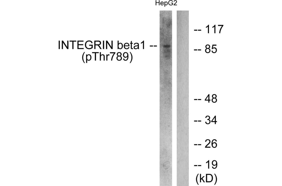 Western blot - Integrin β1 (Phospho-Thr789) Antibody from Signalway Antibody (11661) - Antibodies.com