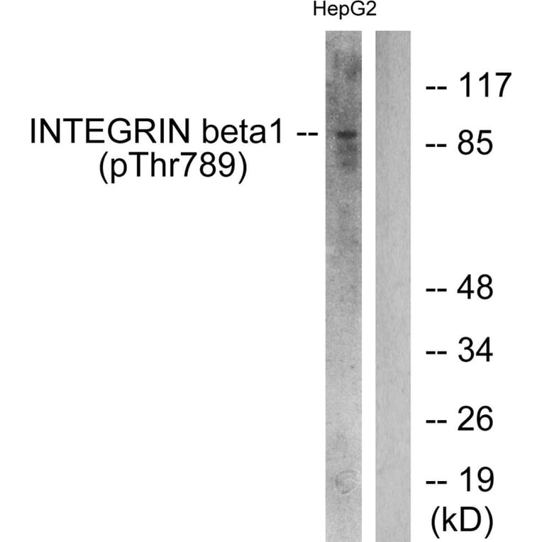 Western blot - Integrin β1 (Phospho-Thr789) Antibody from Signalway Antibody (11661) - Antibodies.com