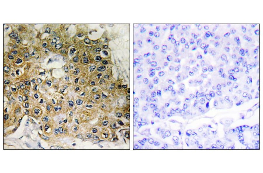 Immunohistochemistry - Integrin β1 (Phospho-Thr789) Antibody from Signalway Antibody (11661) - Antibodies.com