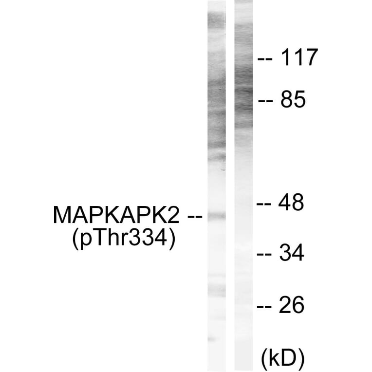 Western blot - MAPKAPK2 (Phospho-Thr334) Antibody from Signalway Antibody (12103) - Antibodies.com