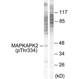 Western blot - MAPKAPK2 (Phospho-Thr334) Antibody from Signalway Antibody (12103) - Antibodies.com