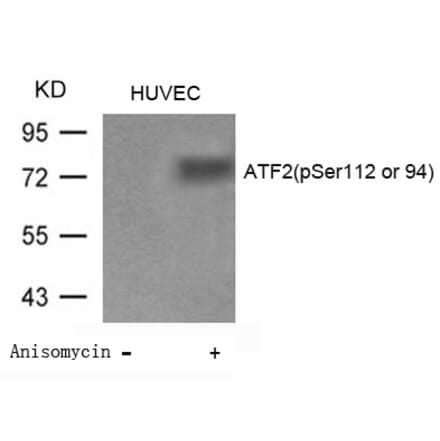 Western blot - ATF2 (Phospho-Ser112 or 94) Antibody from Signalway Antibody (11033) - Antibodies.com