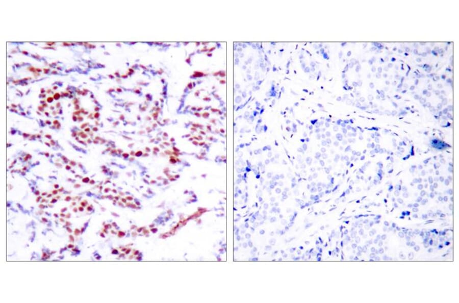 Immunohistochemistry - ATF2 (Phospho-Ser112 or 94) Antibody from Signalway Antibody (11033) - Antibodies.com