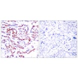 Immunohistochemistry - ATF2 (Phospho-Ser112 or 94) Antibody from Signalway Antibody (11033) - Antibodies.com