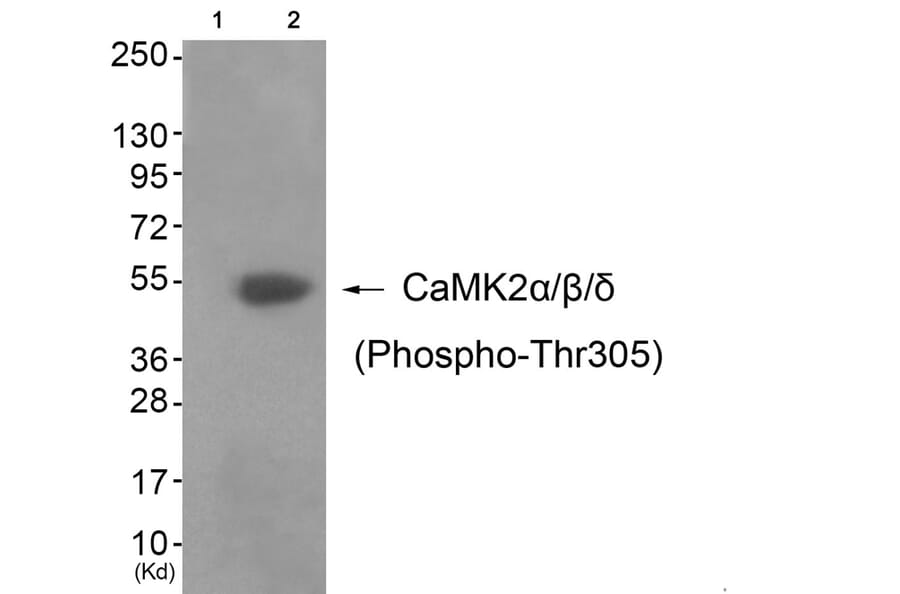 Western blot - CaMK2α/β/δ (Phospho-Thr305) Antibody from Signalway Antibody (11644) - Antibodies.com