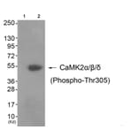 Western blot - CaMK2α/β/δ (Phospho-Thr305) Antibody from Signalway Antibody (11644) - Antibodies.com