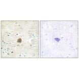 Immunohistochemistry - CaMK2α/β/δ (Phospho-Thr305) Antibody from Signalway Antibody (11644)
