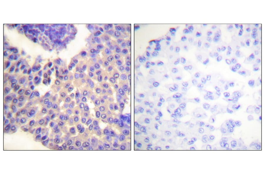Immunohistochemistry - Arrestin 1 (Phospho-Ser412) Antibody from Signalway Antibody (11654) - Antibodies.com