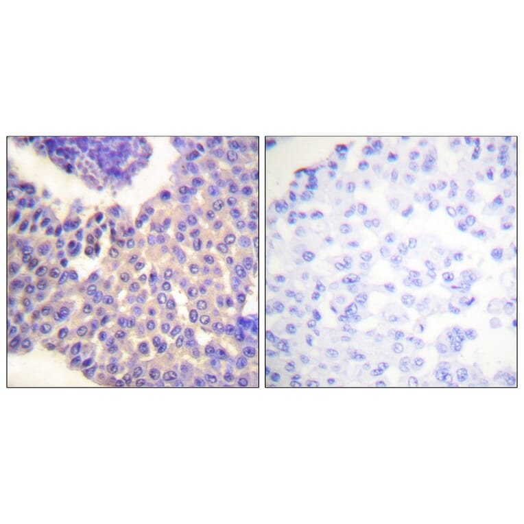 Immunohistochemistry - Arrestin 1 (Phospho-Ser412) Antibody from Signalway Antibody (11654) - Antibodies.com