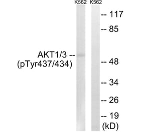 Western blot - AKT1/3 (Phospho-Tyr437/434) Antibody from Signalway Antibody (12116) - Antibodies.com