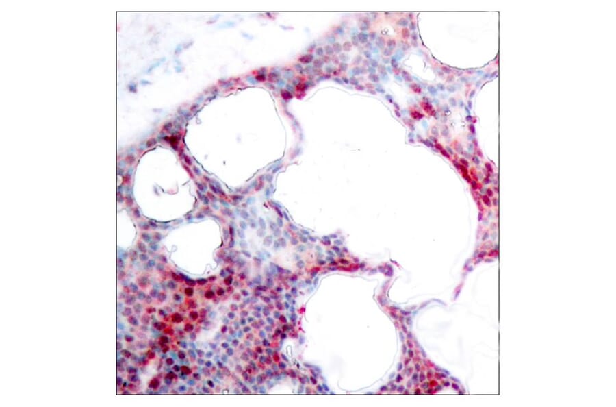 Immunohistochemistry - ATF2 (Phospho-Ser62 or 44) Antibody from Signalway Antibody (11029) - Antibodies.com