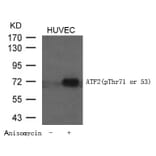 Western blot - ATF2 (Phospho-Thr71 or 53) Antibody from Signalway Antibody (11031) - Antibodies.com