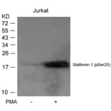 Western blot - Stathmin1 (Phospho-Ser25) Antibody from Signalway Antibody (11224) - Antibodies.com