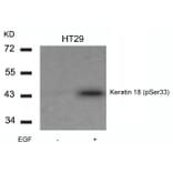 Western blot - Keratin 18 (Phospho-Ser33) Antibody from Signalway Antibody (11306) - Antibodies.com