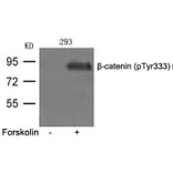 Western blot - β-catenin (phospho-Tyr333) Antibody from Signalway Antibody (11574) - Antibodies.com