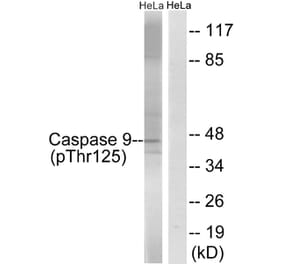 Western blot - Caspase 9 (Phospho-Thr125) Antibody from Signalway Antibody (11649) - Antibodies.com